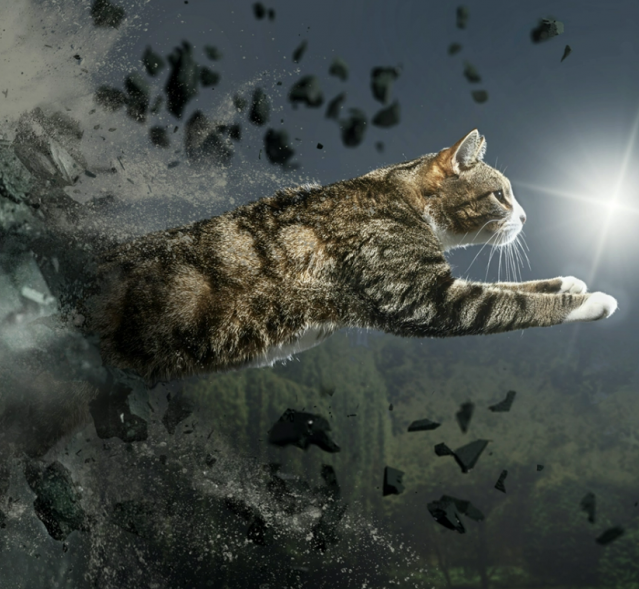 Image of a leaping cat